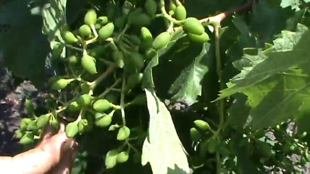 Виноград після цвітіння 18.06.18 Частина 2