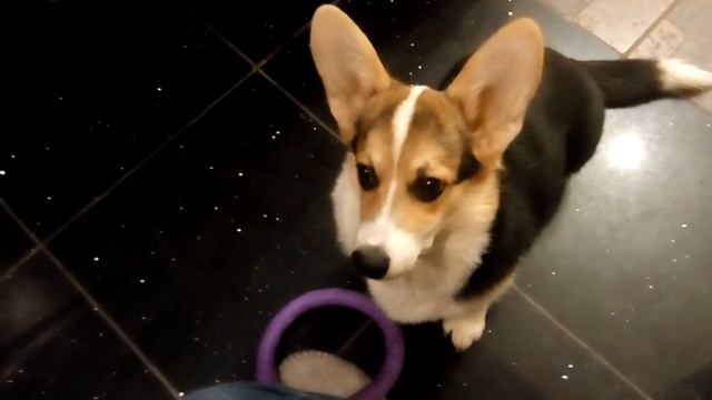 Корги Чойс просит поиграть с ним