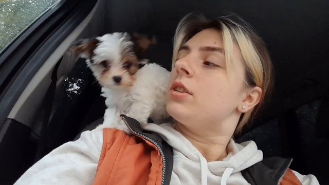 сім'я збільшується, ми завели собаку. Бівер йорк ( йорк?