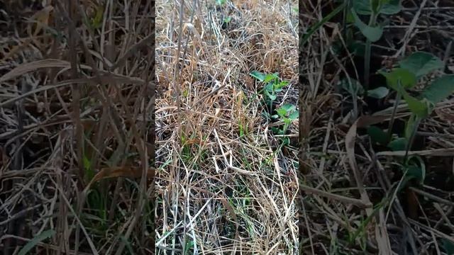 Соя No-Till в Курской области. Роман Ратников, 05.06.2024