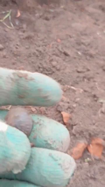 Шурф, пуговица...      #металлоискатель #metaldetecting #мд #коп