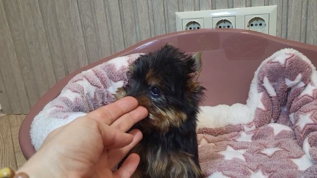 Йорки и бивер йорки