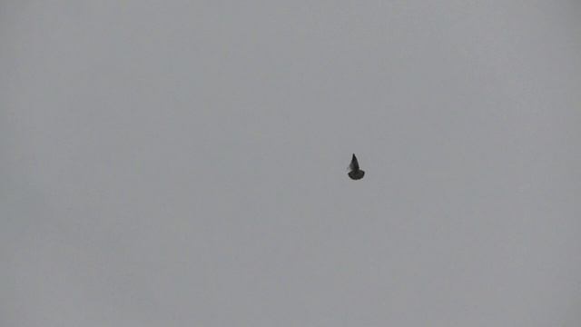 Молодой мраморный 2025 года.