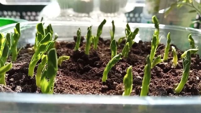 ДЛЯ ЗДОРОВЬЯ ТВОЕГО ГОРОХ на МИКРОЗЕЛЕНЬ