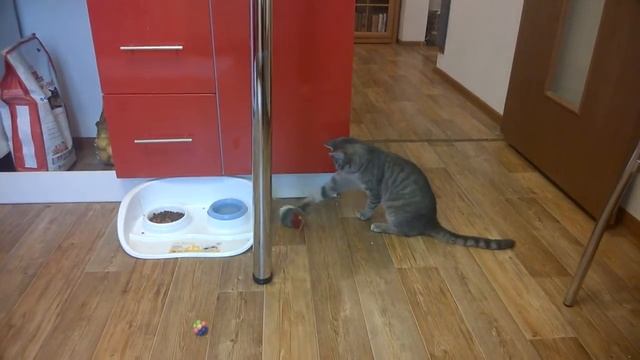 Глаза -фары у кошки)