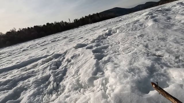 Огородные дела, поймал налимов, первые посадки в тепли