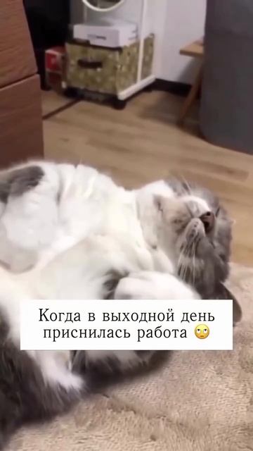 Когда в выходные день приснилась работа