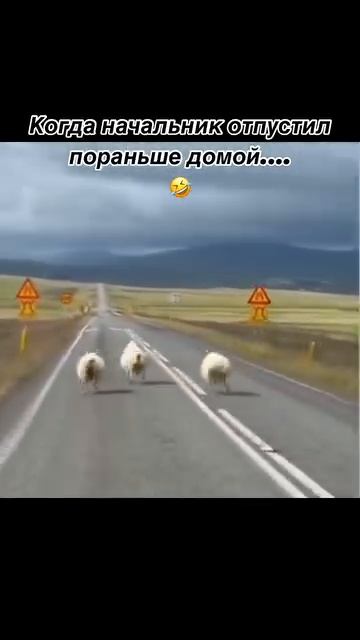 Когда начальник отпустил пораньше домой