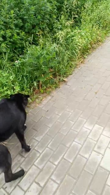 Начало занятий первая прогулка  с кинологом