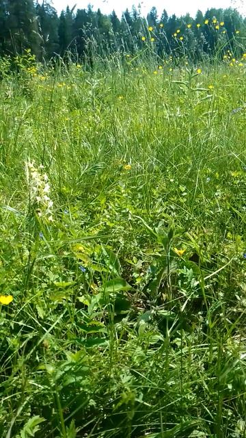 Лесная орхидея