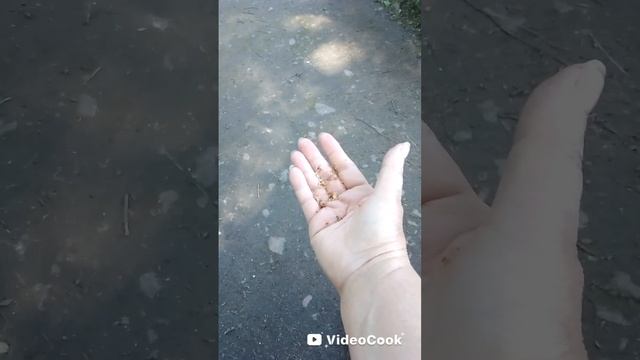 Синички всегда хотят есть.