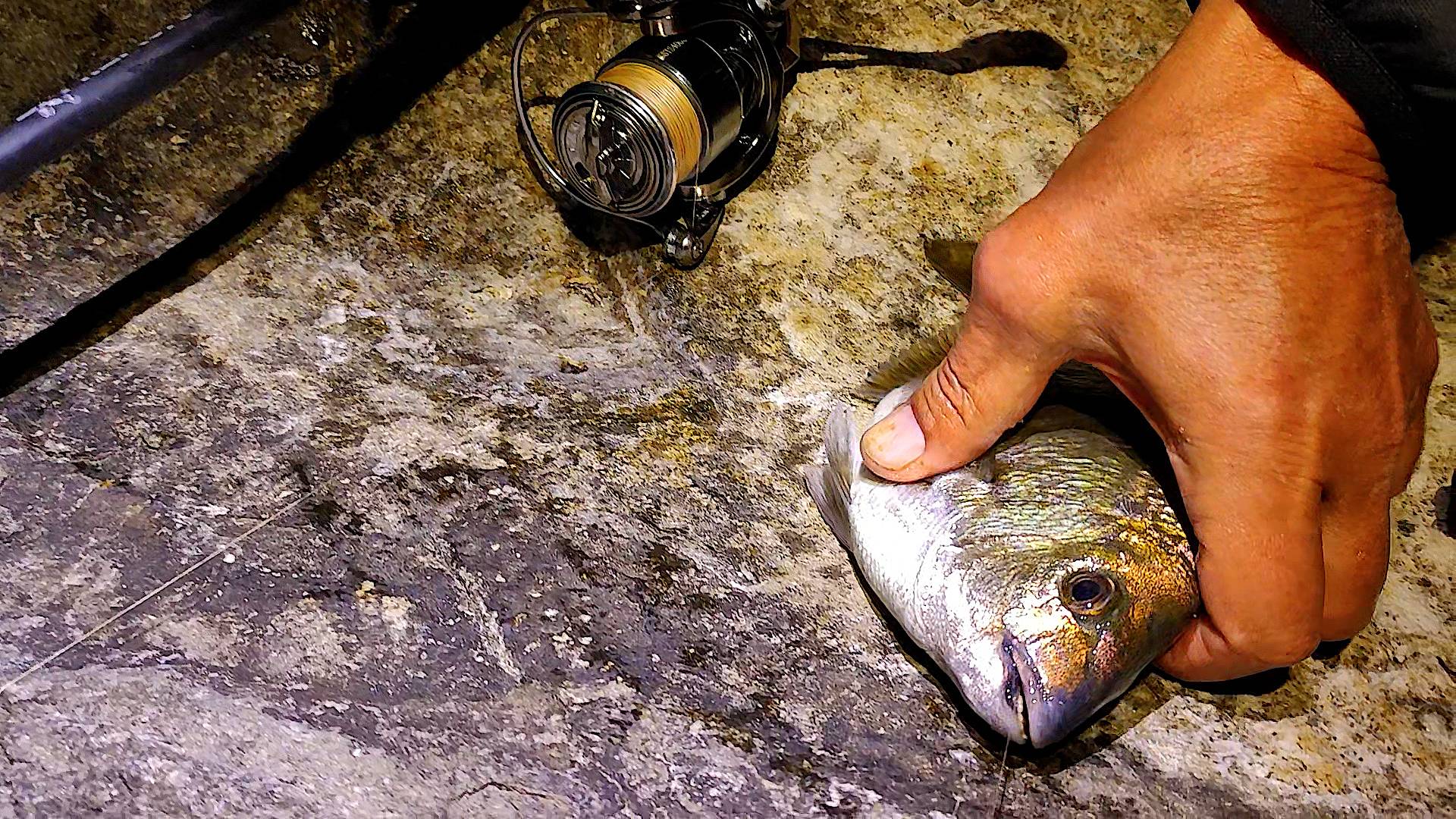 Моя Донная Снасть на Карася. Морская Рыбалка на Диком Камне в Алупке, Первая Ставрида на Пилькера