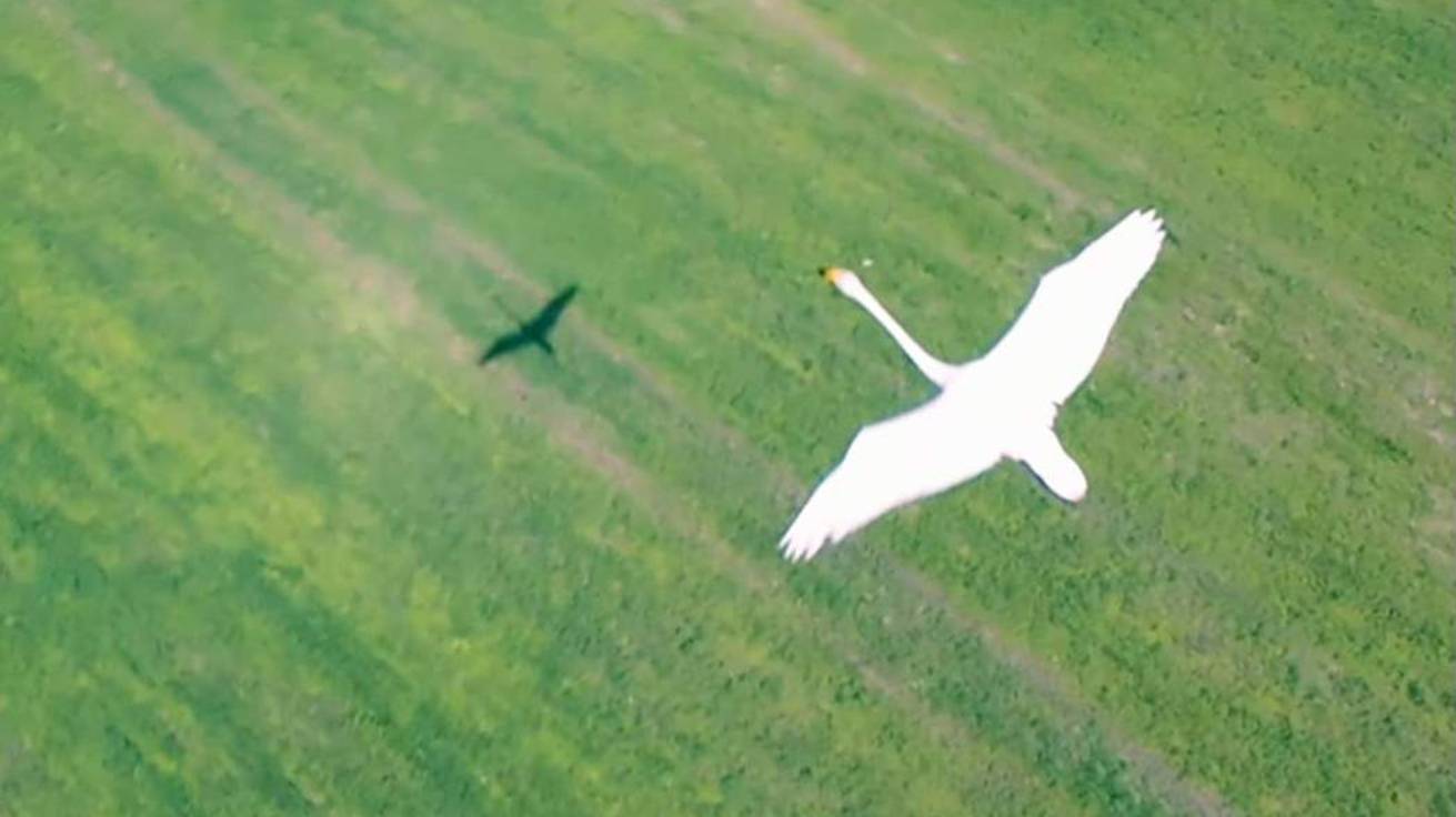 Лебеди в полете