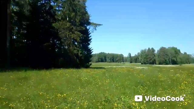 Море цветов.