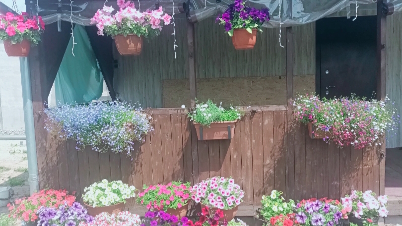 Мои цветы: петунии, лобелии , катарантус, бальзамин.