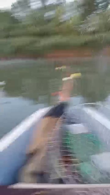 Дикие кабаны переплывают дон