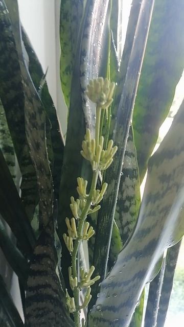 Щучий хвост цветёт