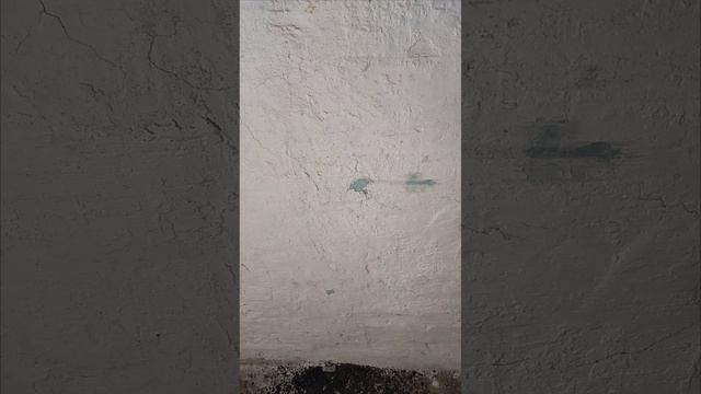 Дары русского севера.