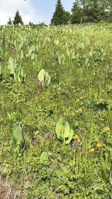 Mavic 4 Pro проводим тест высоты на новой прошивке.