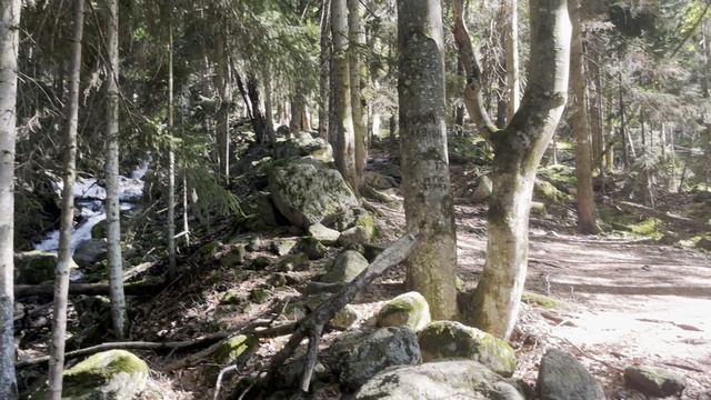 Лес у реки Шумка