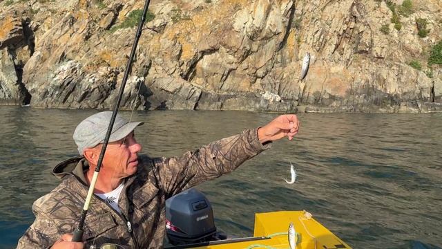 Партенит ставрида Желтое Такси 2