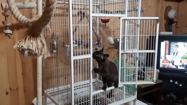 Попугай Жако Ники . Гостья у Ники.