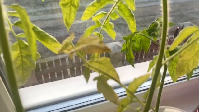 Разнообразие жизни