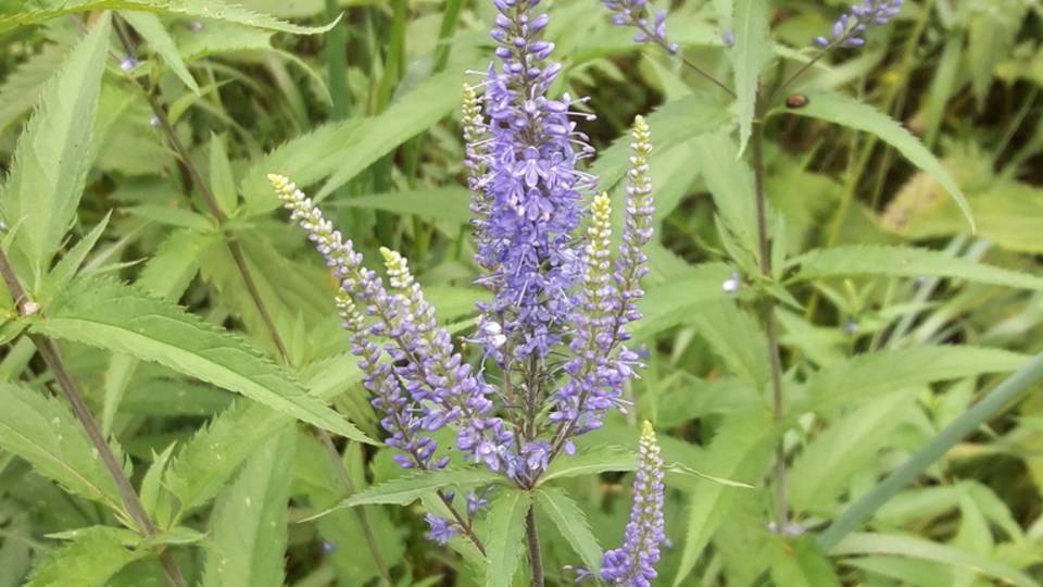 214. Вероника длиннолистная -Veronica Longifolia