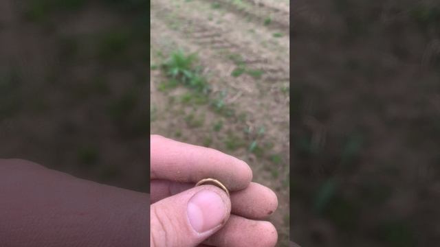 Золотое кольцо!!