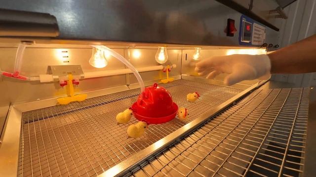 Брудерное помещение