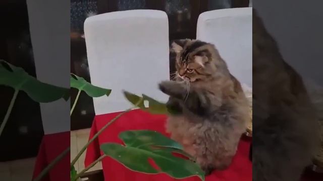 тренируется