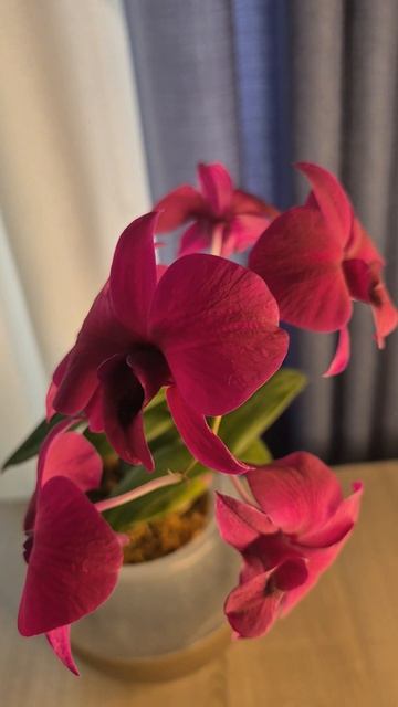 Дендрофаленопсис