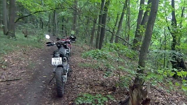 В лесу в дождик