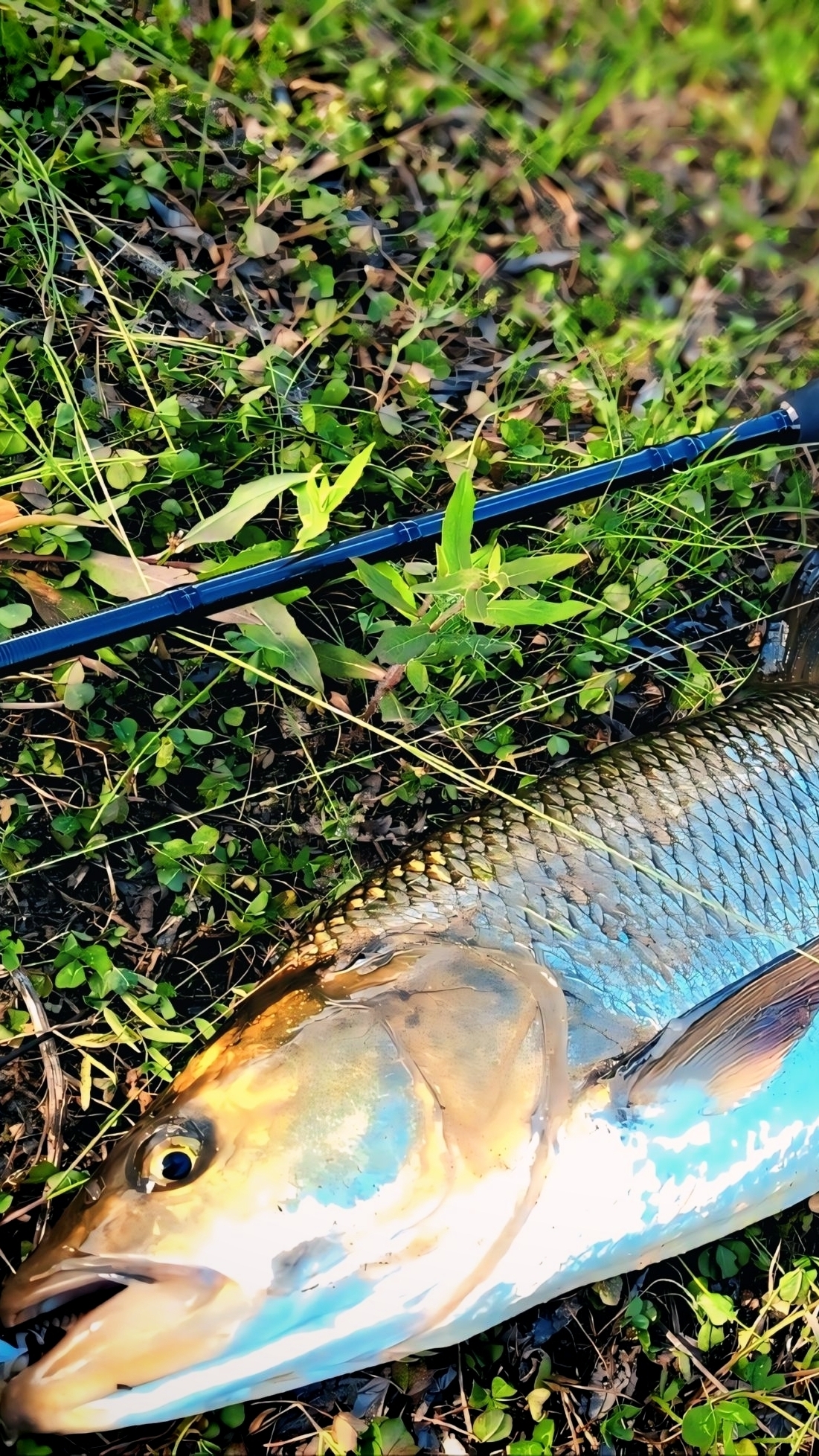 Рыбалка. Вычегда. Жерех.🎣🐟