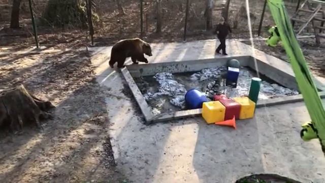 Медведь Мансур видео