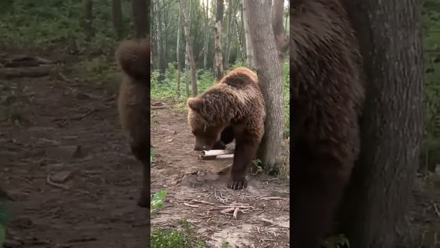 Пышный шоумен и его труба Прямая трансляция инстаграм mansurbear 25.07.19
