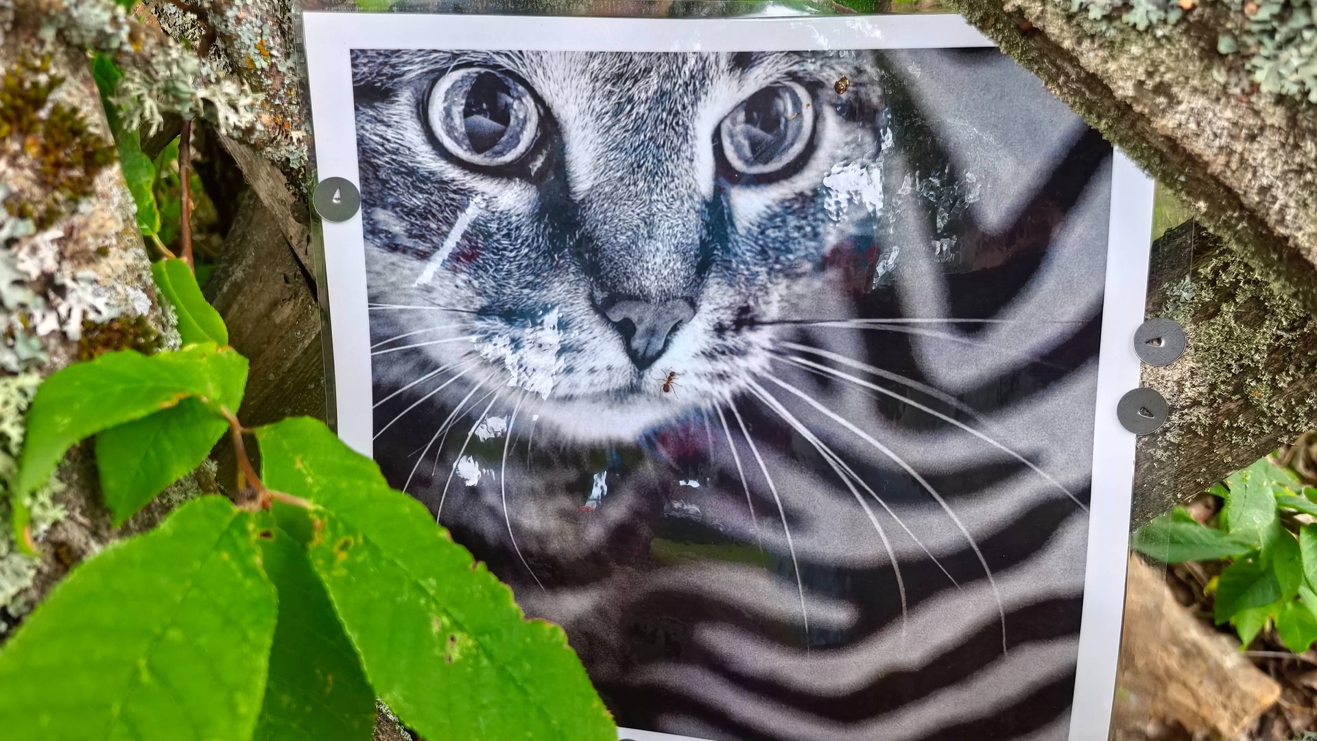 Фотографии в деревне Грибово. 21 июня 2025 г. (музыка Владислава Туманова).