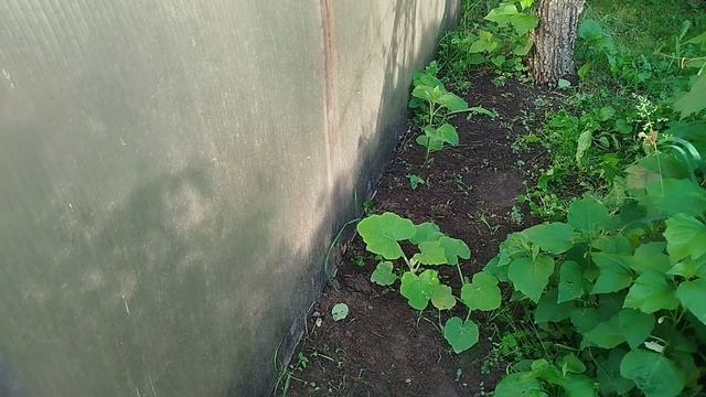 Подкустовный выползень)