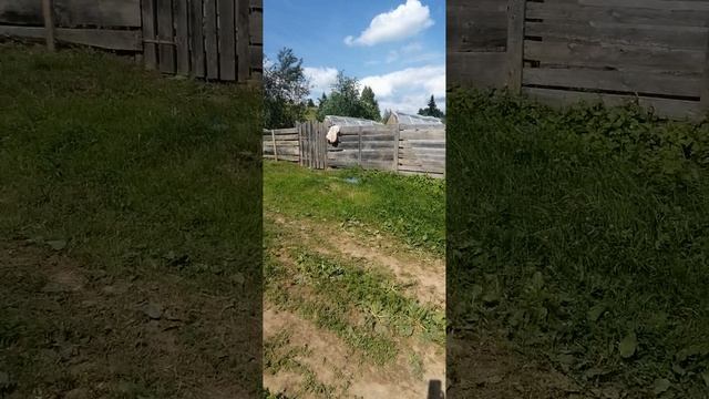 Жизнь в деревне круто👍