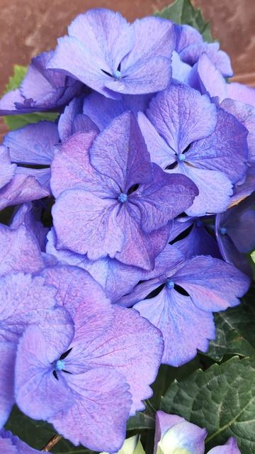 Гортензия крупнолистная сорт Happy Blue 💙 Royalty Collection