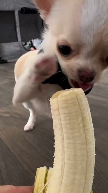 звериный аппетит)