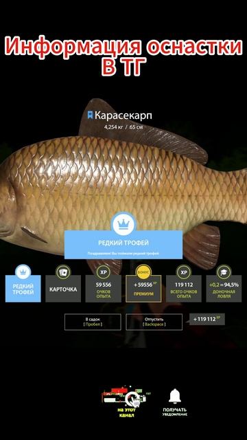 Синяк Карасекарп / Медное