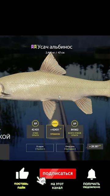 Усач Альбинос / Медвежье  #fishing #русскаярыбалка4 #carpfishing #рыбалка #rr4