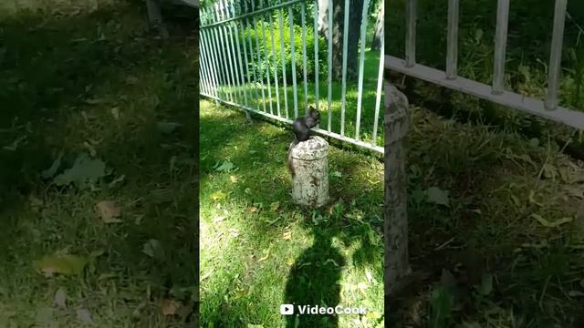 Черная белочка.