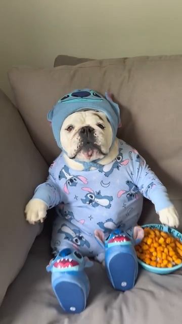 диванные войска)