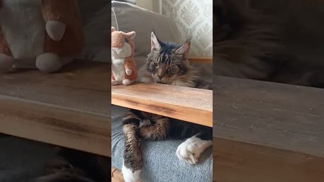 🐯 Мейн-Кун Лорди и Барсук 🐭 🐁 Отдыхают под Музыку🔥