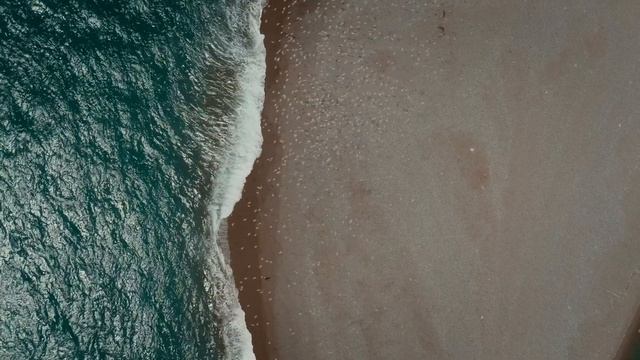 Дикая Латинская Дикая Латинская Америка