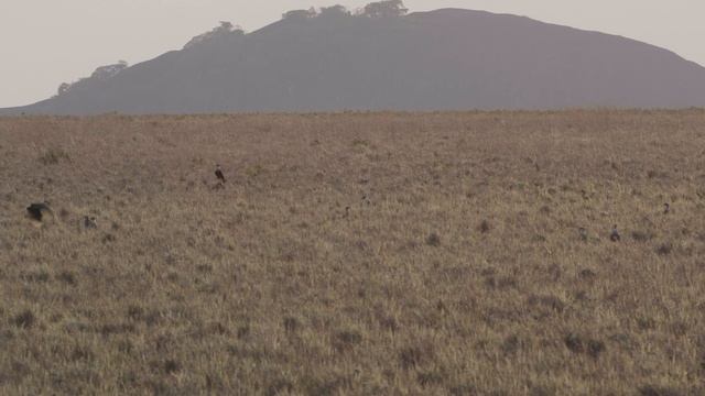 Дикая Латинская Америка Безконечные равнины