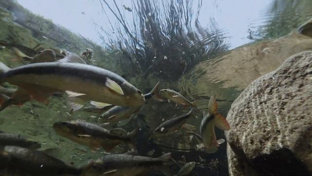 Дикая Латинская Анды