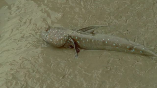 Царство кораллов